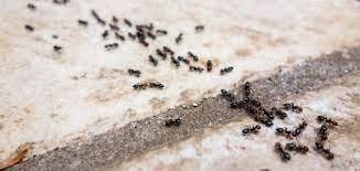 طرق التخلص من وجود النمل في المنزل